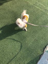 -萌宠亲子动物乐园(槐房万达店)