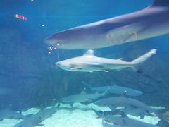 -烟台海昌鲸鲨海洋公园