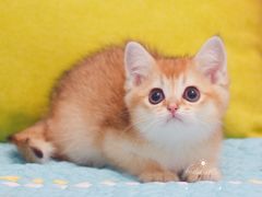 -Bastet sally猫舍购宠(静安店)