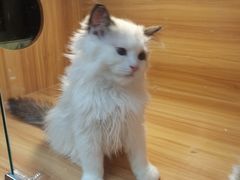 -猫十亿·布偶金渐层·曼基康矮脚猫舍(青年路店)