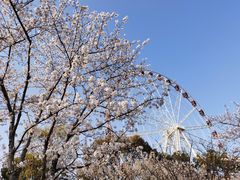 -顾村公园