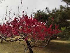 -莲花池公园