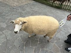 -神户市立六甲山牧场