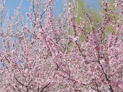 -桃花堤公园