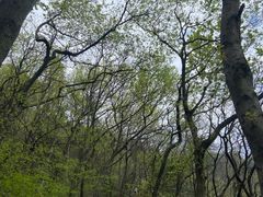 -惠山国家森林公园