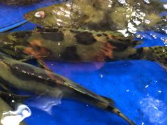 -东江海鲜酒家(艺都分店)
