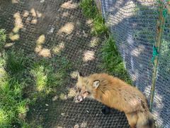 -西霞口神雕山野生动物世界