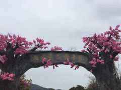 -天适樱花悠乐园