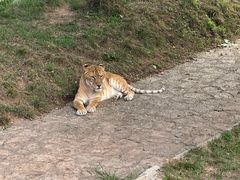 -西霞口神雕山野生动物世界