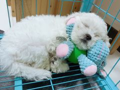 -瑞鹏宠物医院·爱宠堂·骨外专科(西荷分院)