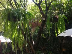 -Fern Forest Cafe