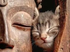 -霸碗盖码饭(长沙金星路步步高店)