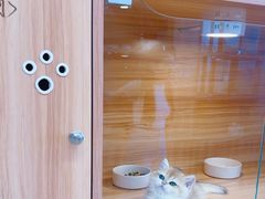 -猫十亿·布偶金渐层·曼基康矮脚猫舍(青年路店)