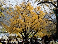 -千年银杏谷文化旅游区