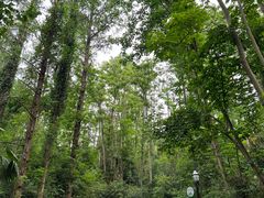 -潜山国家森林公园