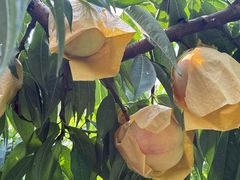 -老袁家蜜桃农场·阳山水蜜桃