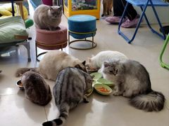 -平行世界·猫咖(首经贸店)