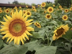 -广东花都香草世界旅游度假区