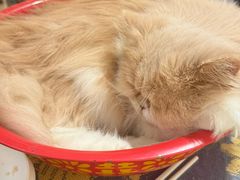 -平行世界·猫咖(首经贸店)