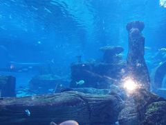 -秦皇岛新澳海底世界