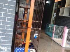 -鑫艺宠物美容培训学校