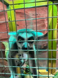 -Zoolung Zoolung动物主题公园(海信广场店)