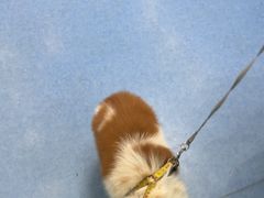 -博特宠物医院24h犬猫全科.骨科·异宠