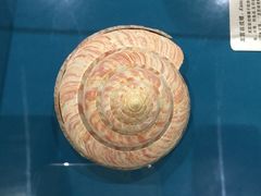 -青岛贝壳博物馆