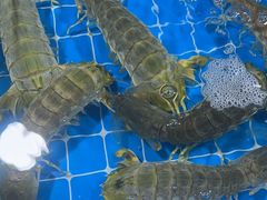 -鸿港海鲜批发市场