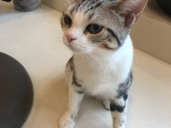 -飞行喵MR PILOT|猫舍·猫咖(静安大融城店)