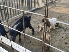 -迪茵湖田家舍生态农场