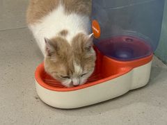 -安格丽娜·狗咖·猫咖羊驼咖(春熙路百盛商场店)