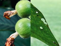 -中国科学院华南植物园