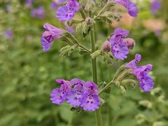 -国家植物园南园