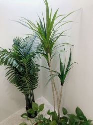 -VE专注问题肌·赛诺龙&科学美肤中心