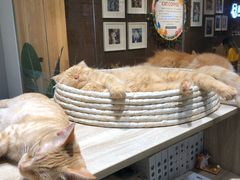 -藏猫猫咖啡主题馆(中央大道店)