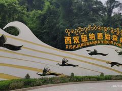 -西双版纳原始森林公园