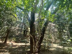 -中国科学院西双版纳热带植物园