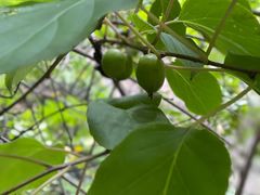 -云岫谷游猎自然风景区