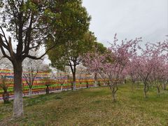 -南通鲜花小镇