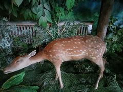 -吉林省自然博物馆