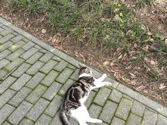 -金鸡湖桃花岛