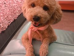 -百好乐宠物友好餐厅(朝外大街店)