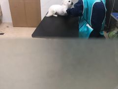 -佳雯宠物医院(四明中路分院)