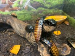 -上海大自然野生昆虫馆(东方明珠·爬宠昆虫探索中心)