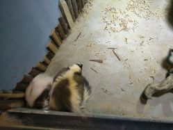 点击看大图 -酷嗒动物文化乐园(cutezoo西溪乐天城店)