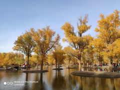 -金塔沙漠胡杨林景区