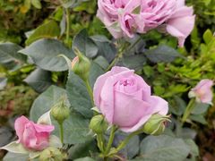 -人民公园(罗湖区)