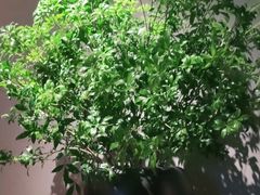 -山里亲戚(淞虹路店)