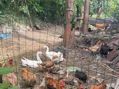 -老袁家蜜桃农场·阳山水蜜桃